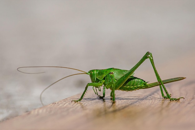 Grande insetto verde infestante di colture agricole locuste primo piano