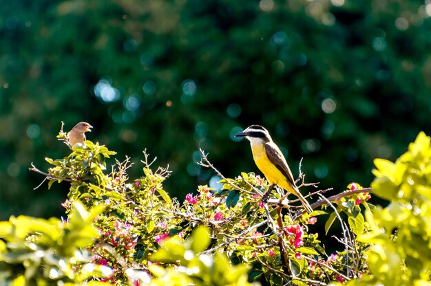 Grande Kiskadee in natura brasiliana, fuoco selettivo, Bird (Pitangus sulfuratus)