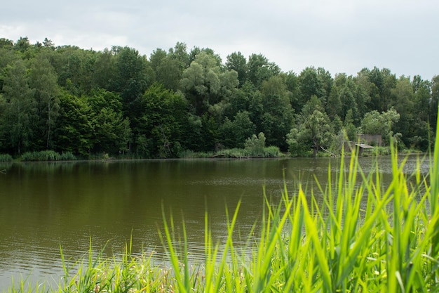 Grande lago nel verde della foresta