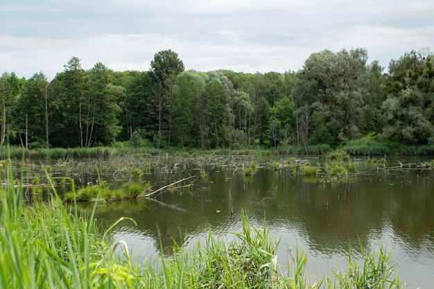 Grande lago nel verde della foresta