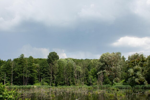 Grande lago nel verde della foresta