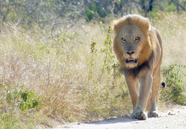 Grande leone che attraversa la strada Una leonessa con cuccioli attraversa la strada Animale sudafricano