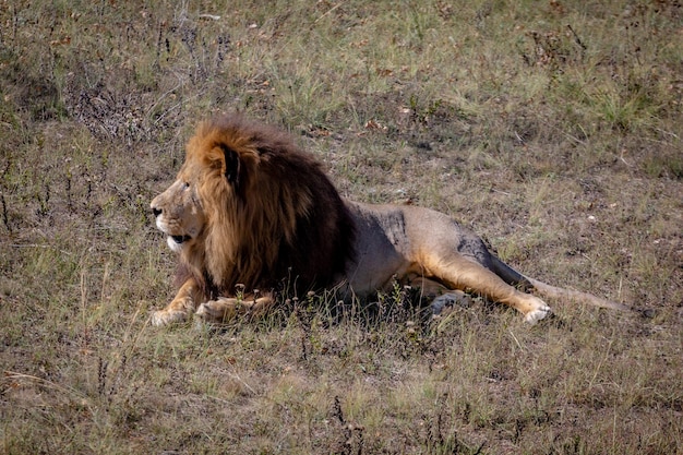 Grande leone maschio sdraiato a terra e guardando verso qualcosa