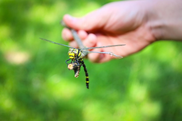 Grande libellula gialla che riposa su un ramo