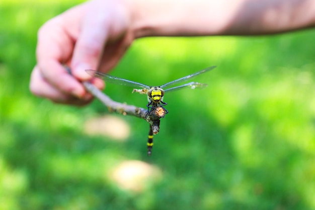 Grande libellula gialla che riposa su un ramo