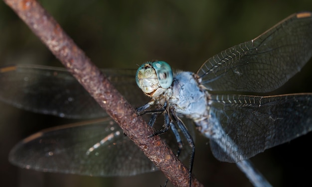 grande libellula in un habitat naturale