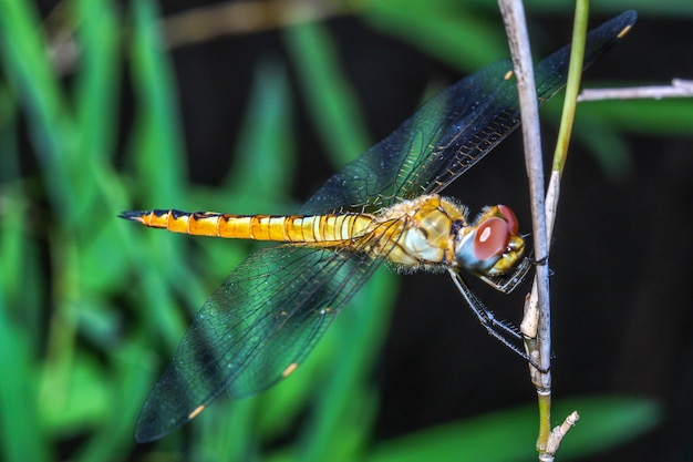 Grande libellula sul bambù del bastone in foresta alla Tailandia