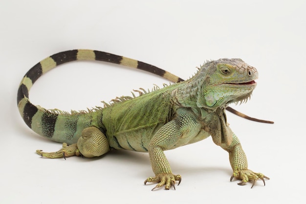 Grande lucertola verde Iguana isolata su sfondo bianco