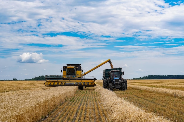 Grande macchina agricola per cereali che lavorano nel campo La mietitrebbia industriale raccoglie il campo di grano di rioe