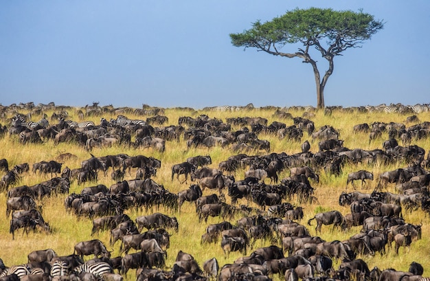 Grande mandria di gnu nella savana. Grande migrazione.