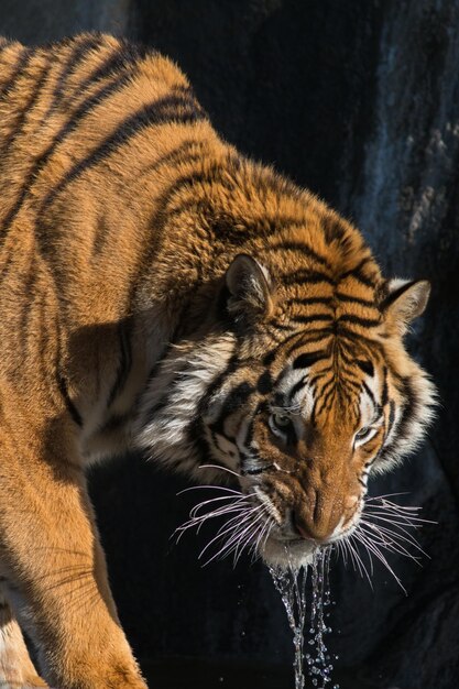 Grande maschio di tigre che beve acqua