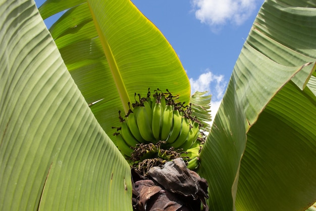 Grande mazzo di banane sull'albero