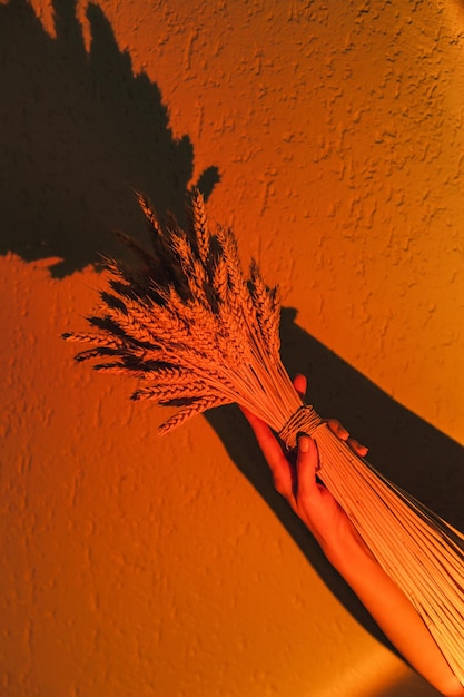 Grande mazzo di spighe secche in mano di donna sullo sfondo del muro alla luce di una lampada al tramonto