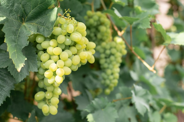 Grande mazzo di uva verde matura su un ramo in un giardino