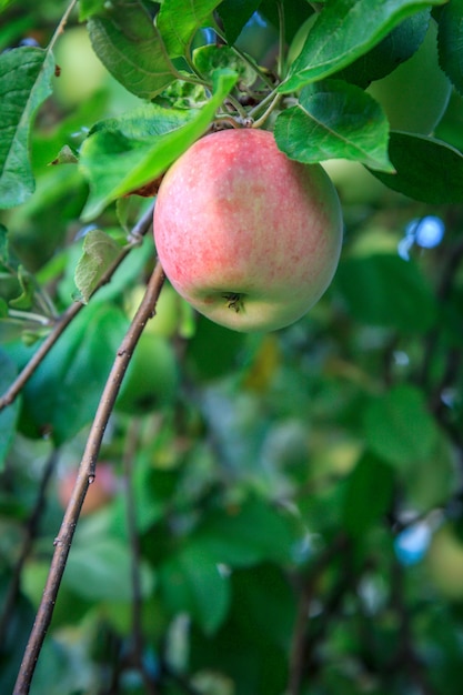 Grande mela dolce su un ramo di albero in un frutteto. Profondità di campo, messa a fuoco selettiva sulla mela.