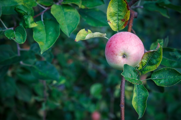 Grande mela matura su un ramo di albero in un frutteto. Profondità di campo, messa a fuoco selettiva sulla mela.