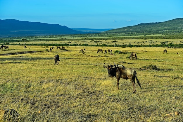 Grande migrazione di gnu nel Masai Mara