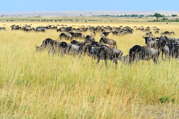 Grande migrazione di gnu nella savana africana