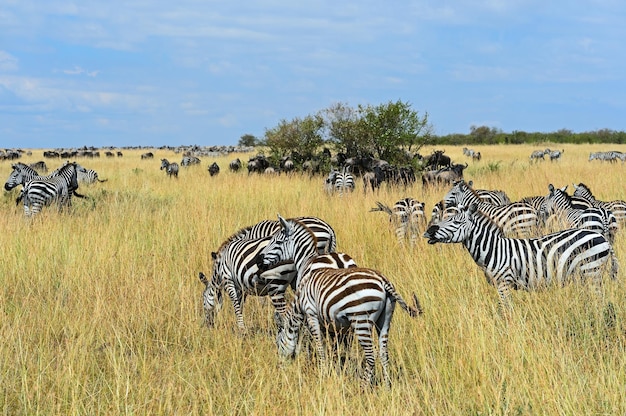 Grande migrazione di zebre nel Masai Mara.