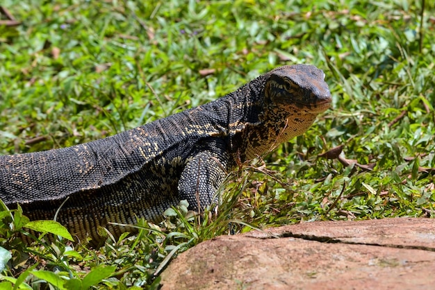 Grande monitor dell'acqua asiatico che si gode la luce del sole