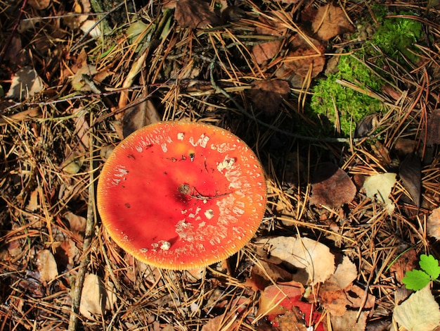 grande mosca rossa agarico nella foresta vista in alto