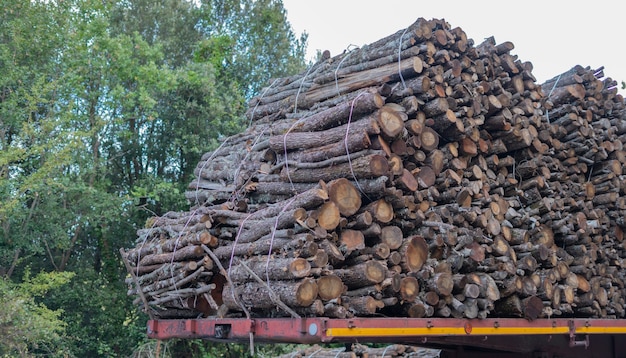 Grande mucchio di tronchi di legno, leccio, albero tipico del centro Sardegna