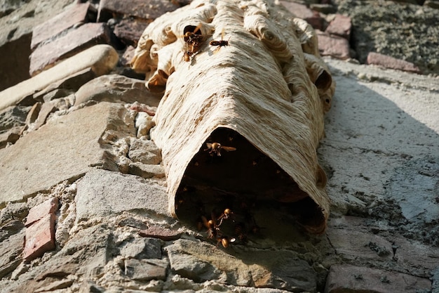 Grande nido di vespe sul vecchio muro