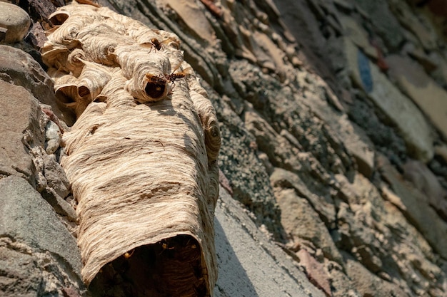 Grande nido di vespe sul vecchio muro