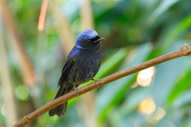 Grande Niltava Niltava grandis Beautiful Male Birds of Thailand