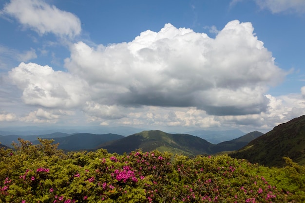 Grande nuvola sul paesaggio delle montagne estive con rododendro rosa