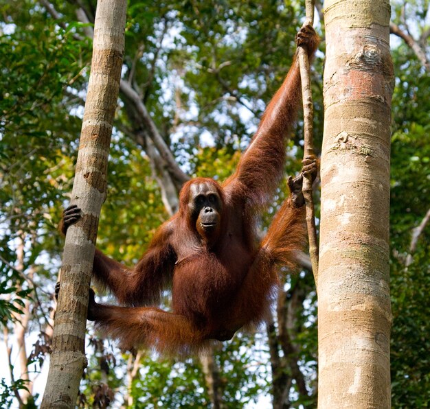 Grande orango maschio su un albero in natura. Indonesia. L'isola di Kalimantan (Borneo).