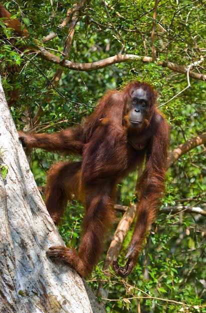 Grande orango maschio su un albero in natura. Indonesia. L'isola di Kalimantan (Borneo).