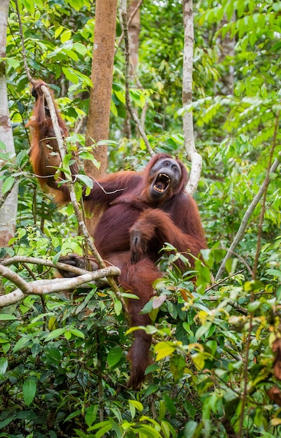 Grande orango maschio su un albero in natura. Indonesia. L'isola di Kalimantan (Borneo).