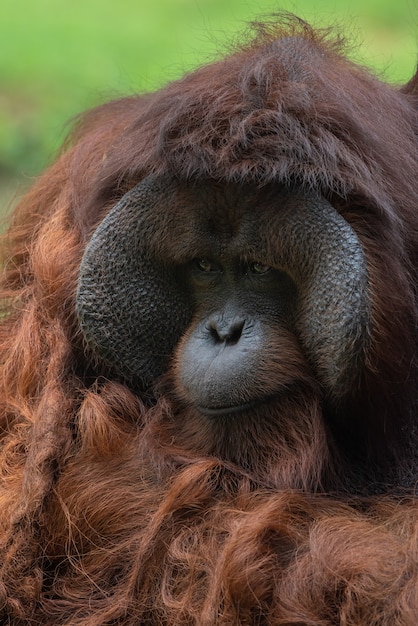 Grande orangutan maschio dall'isola del borneo