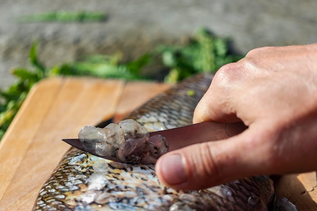 Grande orata fresca Pesce di fiume appena pescato Un uomo pulisce il pesce dalle squame Pesca per la filatura e l'alimentatore Preparazione del pesce per la cottura