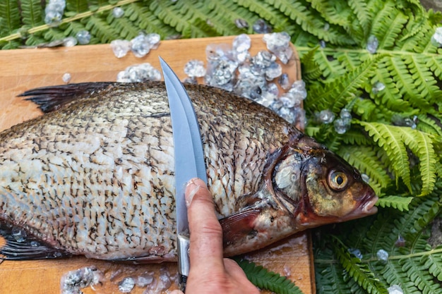 Grande orata fresca Pesce di fiume appena pescato Un uomo pulisce il pesce dalle squame Pesca per la filatura e l'alimentatore Preparazione del pesce per la cottura