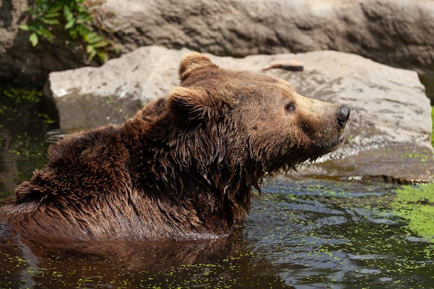 Grande orso bruno che nuota in uno stagno