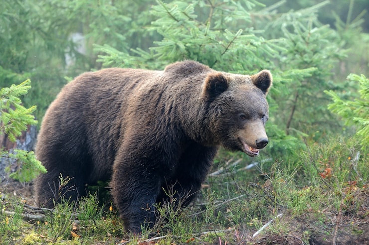 Foto grande orso bruno (ursus arctos) nella foresta