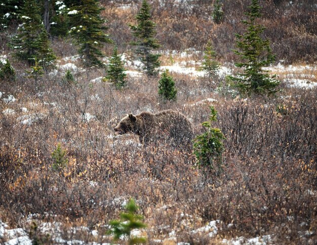 Grande orso grizzly marrone che foraggia sul prato nel parco nazionale di Icefields Parkway Canada