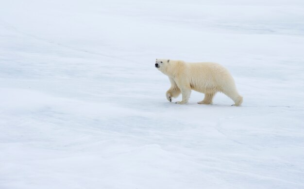 Grande orso polare sul bordo del ghiaccio galleggiante.