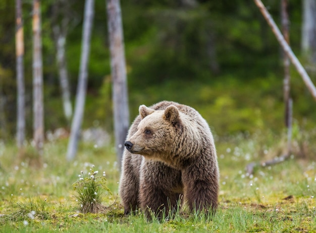 Grande orso tra gli alberi ai margini della foresta