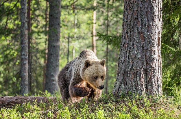 Grande orso tra gli alberi ai margini della foresta