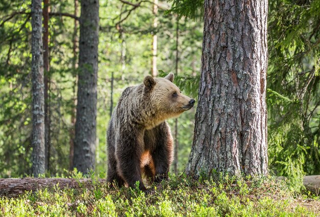 Grande orso tra gli alberi ai margini della foresta