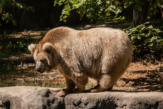 Grande orso