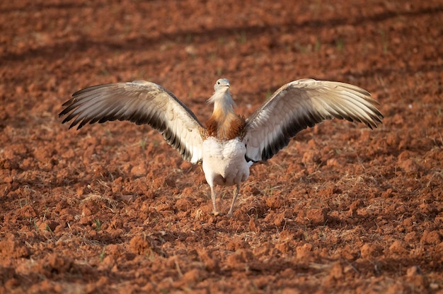 Grande otarda maschio nella stagione degli amori in un campo di cereali non seminato in primavera nella Spagna centrale