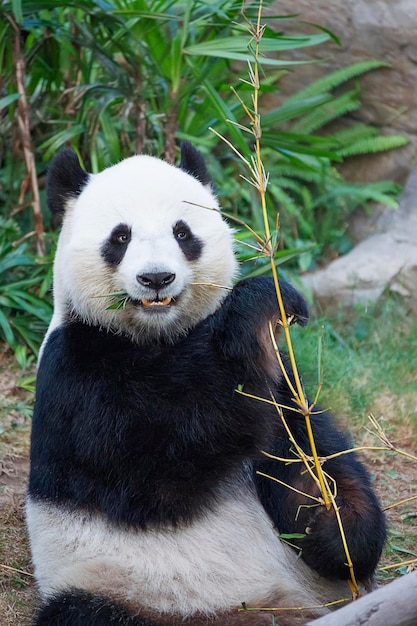 Grande panda (Ailuropoda melanoleuca) che mangia bambù