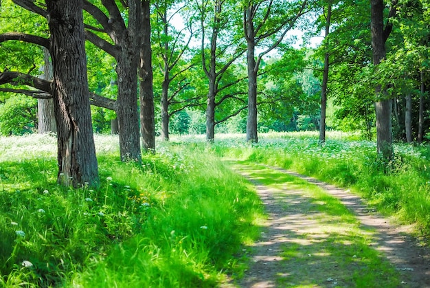 Grande parco verde a Oranienbaum Lomonosov