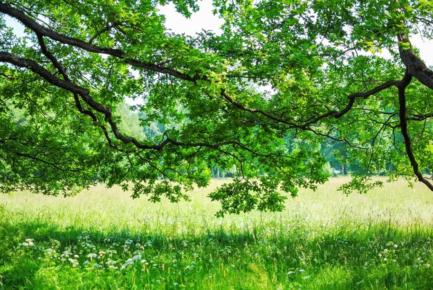 Grande parco verde a Oranienbaum Lomonosov