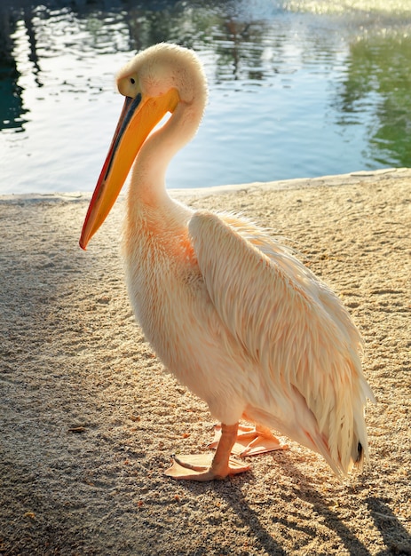 Grande pellicano bianco. Pelecanus crispus dal lungo becco giallo. Uccelli dello zoo.