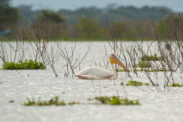 Grande pellicano bianco sul lago Naivasha